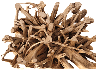Dalia - root table Dalia - root table
